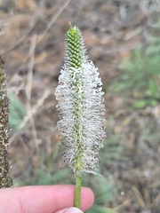 Plantago maxima