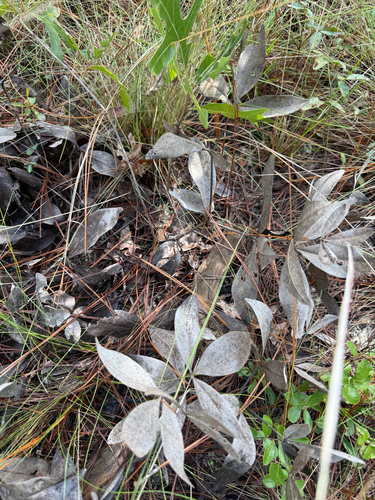 Baptisia cinerea, photograph 2