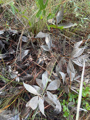 (c) Brandon Corder, some rights reserved (CC BY) Baptisia cinerea, photograph (c) Brandon Corder, some rights reserved (CC BY)