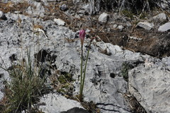 Zephyranthes lindleyana