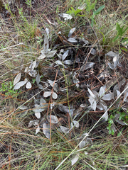 Baptisia cinerea
