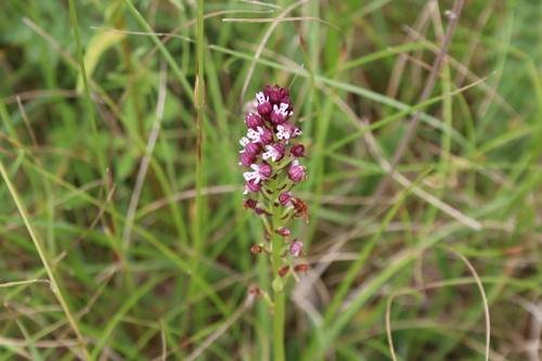 Neotinea ustulata, photograph 2