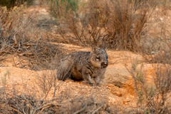 Lasiorhinus latifrons