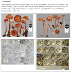 Laccaria paraphysata