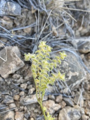 Cryptantha recurvata