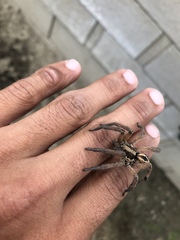 Lycosidae