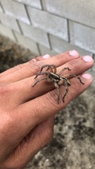 Lycosidae