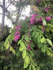 Robinia hispida