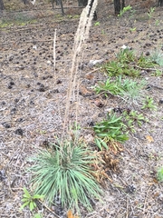 Koeleria glauca