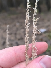 Koeleria glauca, photograph (c) Yurii Basov, some rights reserved (CC BY)