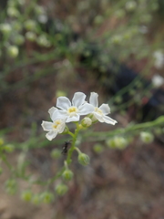 Hackelia diffusa arida