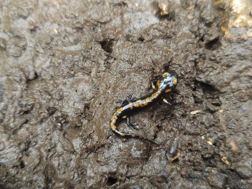 Fire Salamander