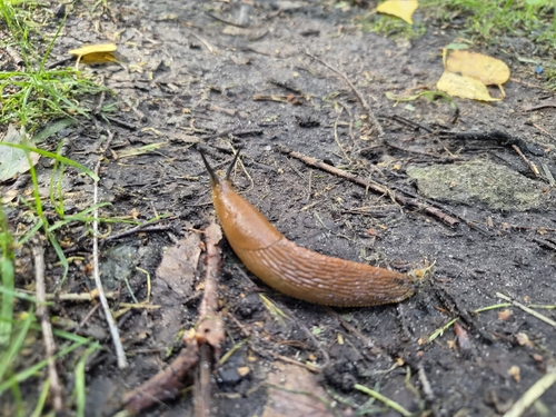 Spanish Slug
