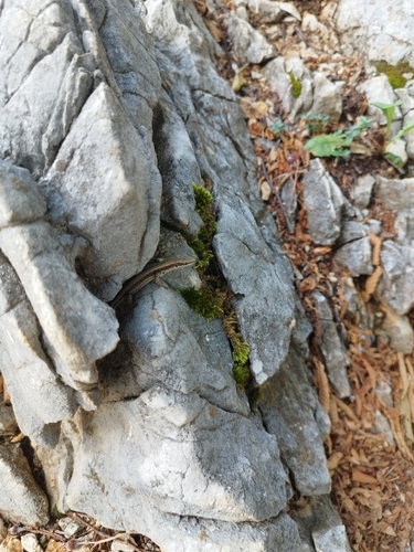 Common Wall Lizard
