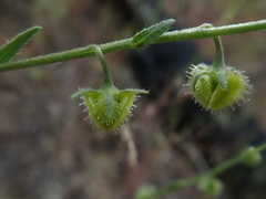 Hackelia diffusa arida