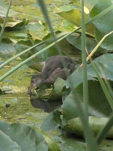 Eurasian Moorhen