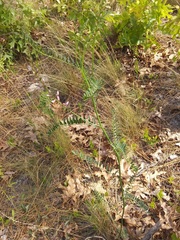 Astragalus michauxii