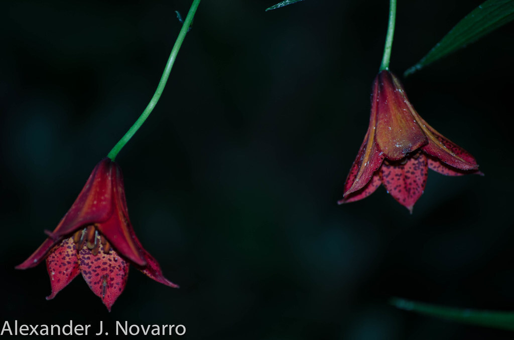 Lilium grayi; photograph (c) Alex Novarro, some rights reserved (CC BY)