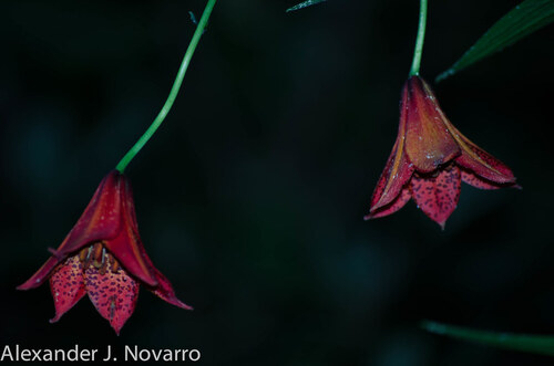 Lilium grayi