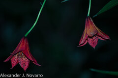Lilium grayi