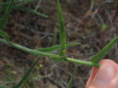 Hackelia diffusa arida