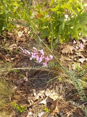 Astragalus michauxii