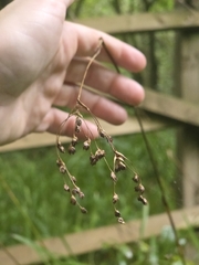 Luzula sylvatica, photograph (c) Matthew Flood, some rights reserved (CC BY)