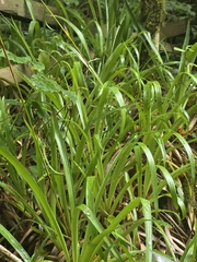 Luzula sylvatica, photograph (c) Matthew Flood, some rights reserved (CC BY)