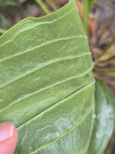 Plantago maxima, photograph 2