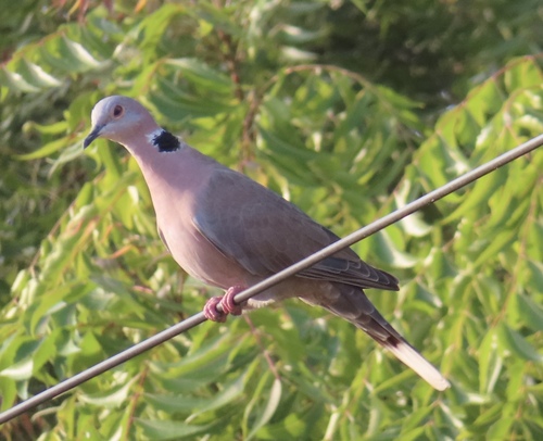 Mourning Collared Dove