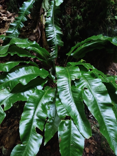 Hart's-tongue fern