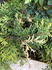 Pestalotiopsis funerea