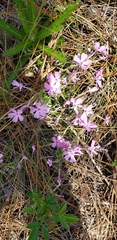 Phlox nivalis