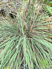 Koeleria glauca, photograph (c) Yurii Basov, some rights reserved (CC BY)