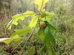 Dryocosmus quercuspalustris