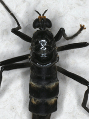 Boreoides subulatus