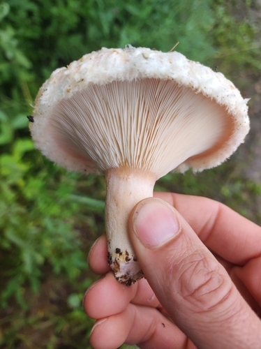 Downy milk cap