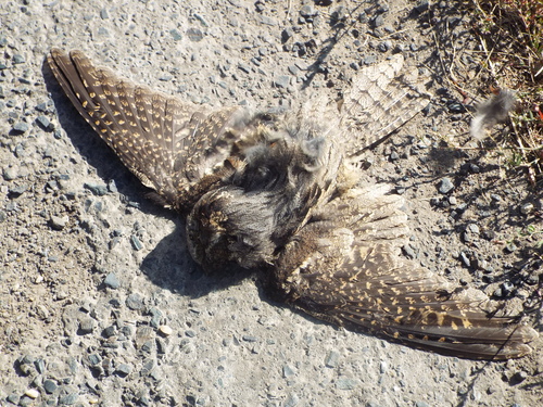 Eurasian Nightjar
