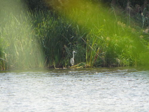 Grey Heron