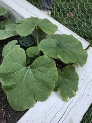 Cucurbita maxima