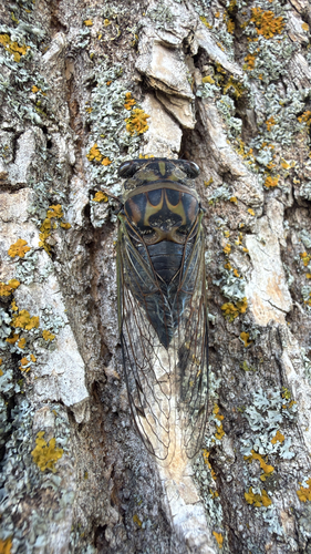 Dog-day cicada