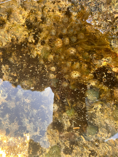 Exaiptasia diaphana, 2026-07-30