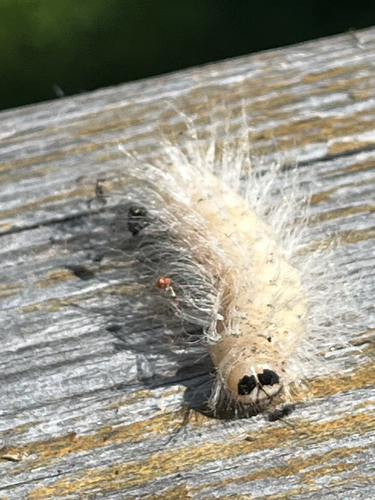 Laugher Moth