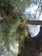 Schinus molle