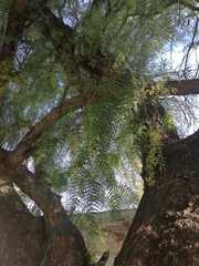 Schinus molle