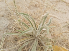Plantago boissieri