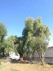 Schinus molle