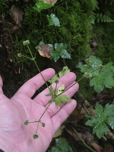 Sanicula europaea, photograph 5