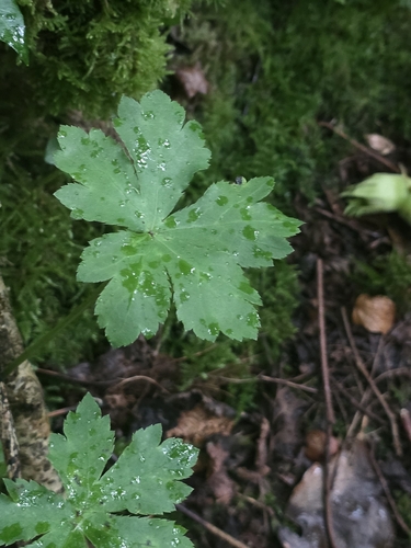 Sanicula europaea, photograph 6