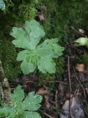 Sanicula europaea, photograph (c) Matthew Flood, some rights reserved (CC BY)